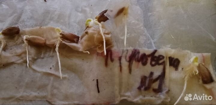 Рассада, арбуза и дыни подвои, семена овощей