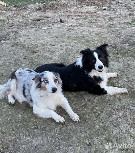 Щенки бордер колли