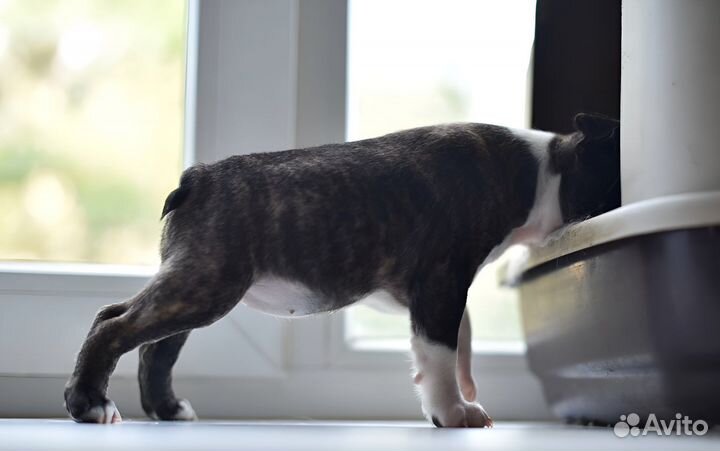 Щенкок бостон терьер