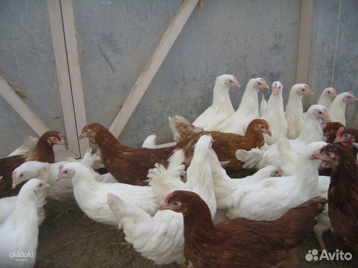 Домашние куры молодки