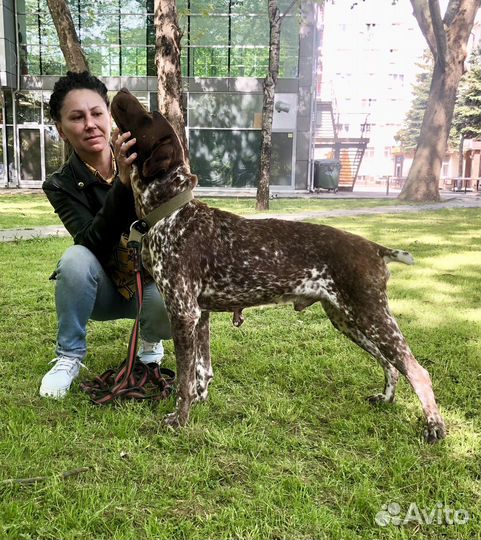 Курцхаар добряк для спокойных прогулок и обнимашек