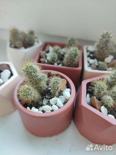 Кактус в гипсовом кашпо