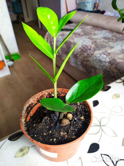 Комнатные цветы Крассула -толстянка