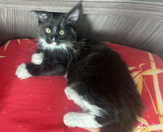 Котята мейн-кун