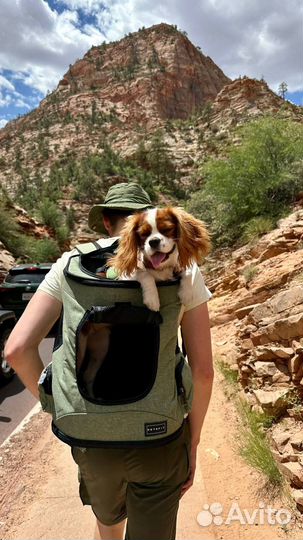 Кинолог, специалист по работе со страхами