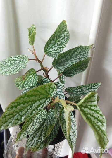 Комнатные цветы