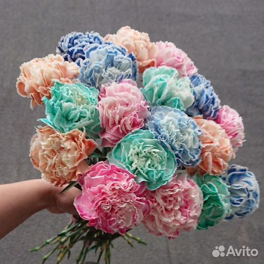 Букеты и композиции из гвоздик(диантусы)