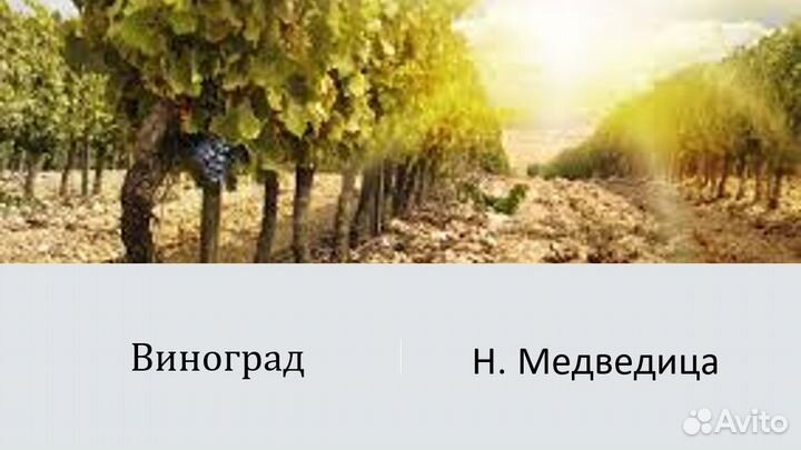 Годовалые саженцы винограда