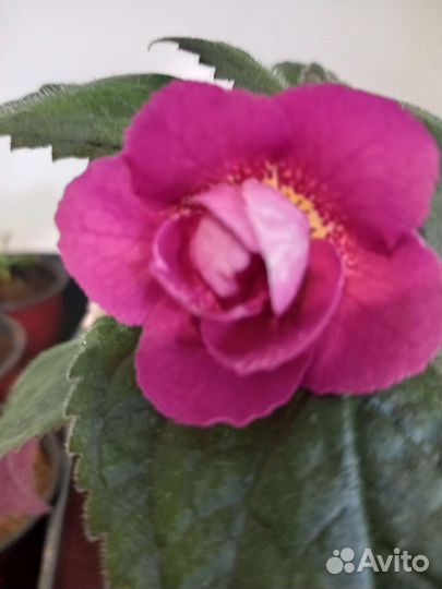 Ахименесы комнатные цветы растения