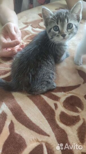 Котята в дар