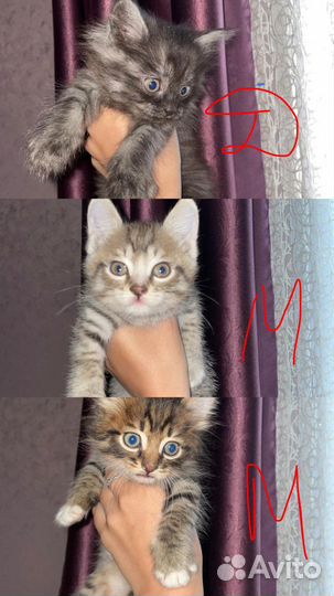 Котята в добрые руки