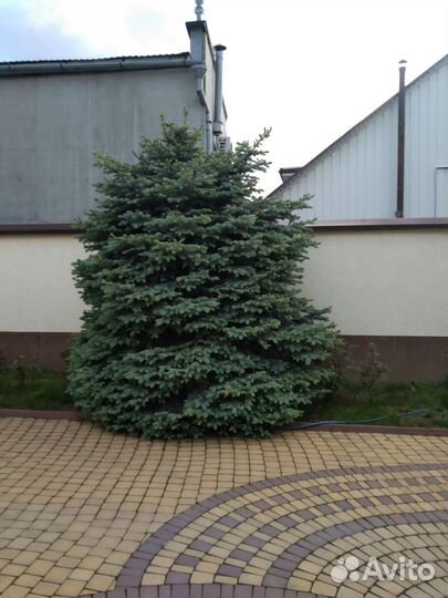 Туи, самшит