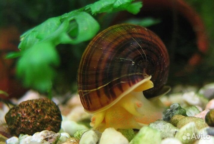 Обменяю ряску, роголистник и пару ампулярий