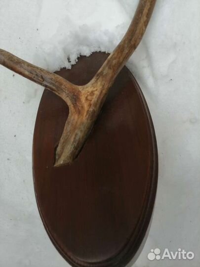 Продам рога косули на подставке