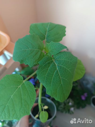 Физалис ягодный/фруктовый рассада