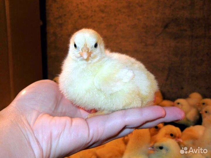 Цыплята