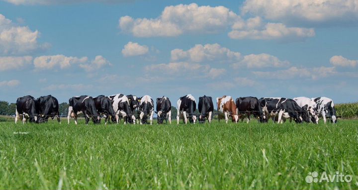 Доярка с проживанием, вахта