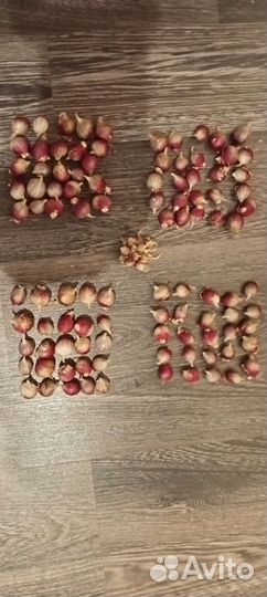 Лук многоярусный, слизун, лук Суворова