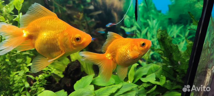 Золотая рыбка