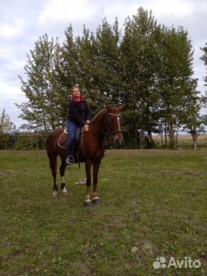 Орловский рысак