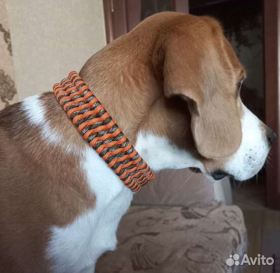 Ошейник для собак из паракорда