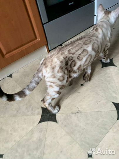 Вязка Бенгальский кот