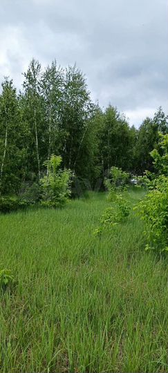 Участок 15 сот. (ИЖС)