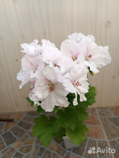 Фикус, фиалка