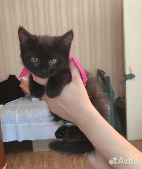 Кошка в дар