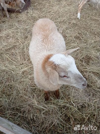 Катумские баранчик и ярочки