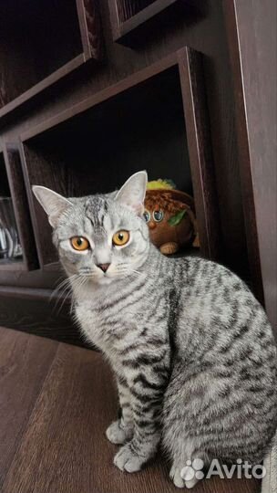 Британская кошка в дар