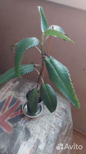 Каланхое лечебный