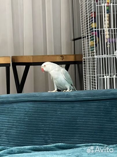 Ожереловый попугай самец