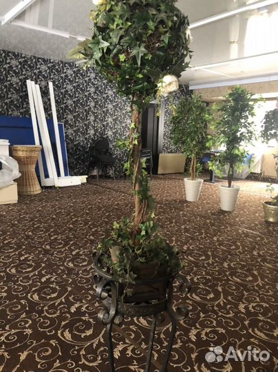 Декоративное растение Высота 1,1.2м