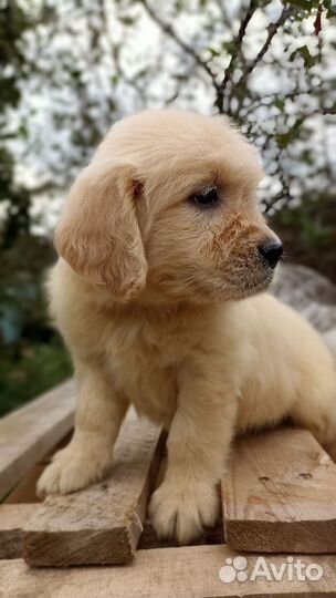 Голден ретривер