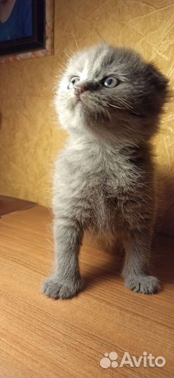 Шотландская вислоухая кошка