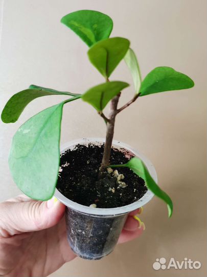 Фикус триангулярис Грин Дрим (Кокетка)