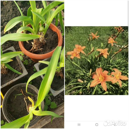 Рассада многолетних цветы