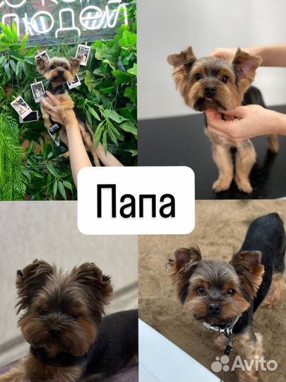 Йоркширский терьер мини беби фейс щенки