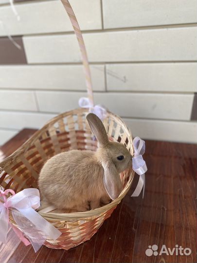 Вислоухие кролики. Молодняк