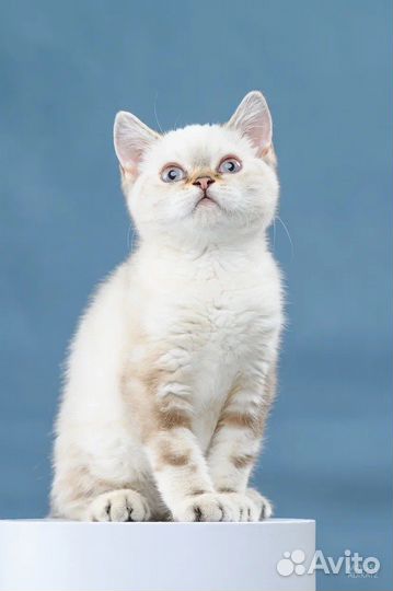 Британская кошка