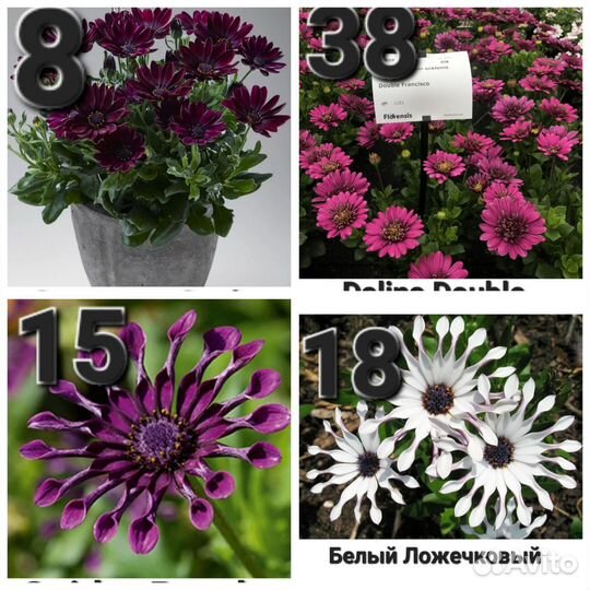 Остеоспермум