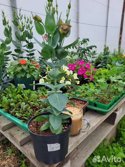 Рассада Эустома с бутонами, лобелия