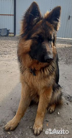 Собака немецкая овчарка