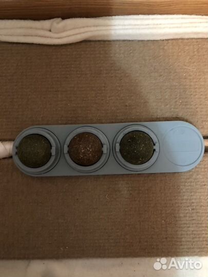 Кошачья мята