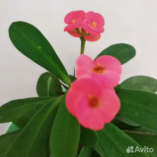 Кактус молочай Миля