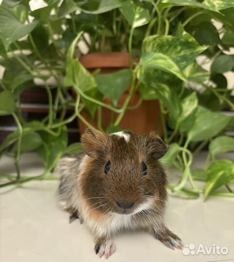 Гладкошерстные Морские свинки