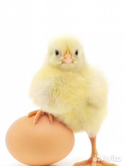 Инкубационное яйцо бройлера кобб Иваново