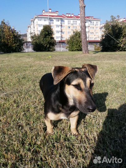 Собака в добрые руки пинчер