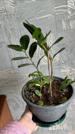 Замиокулькас